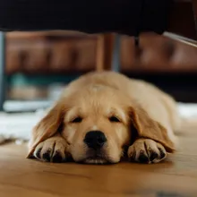 Golden retriever puppy resting on a wooden floor