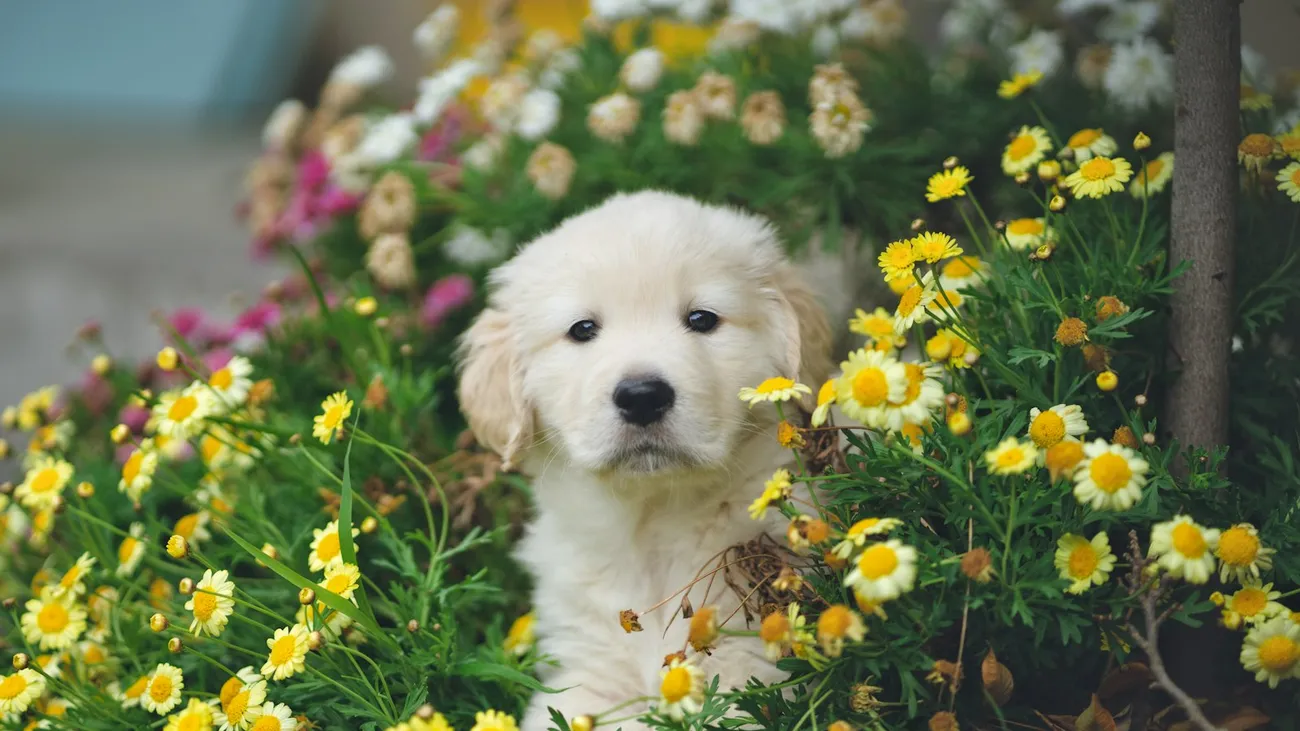 Golden retriever puppy among daisies