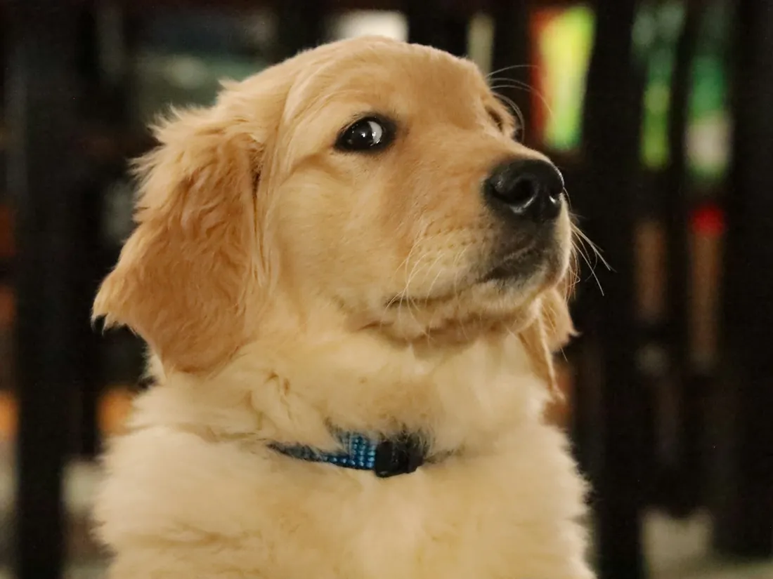 Golden retriever puppy with a blue collar
